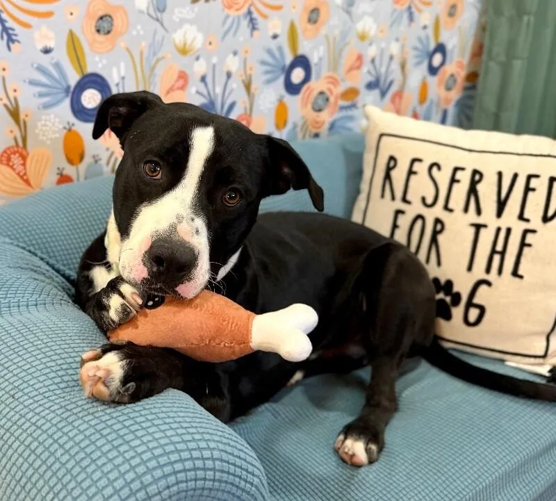 A young medium-sized male Black Pit Bull Terrier dog named Franky Sinatra The Certified for adoption in Friendswood, TX