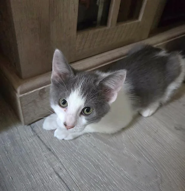 A baby small-sized male Domestic Short Hair cat named Gronk for adoption in Sacramento, CA