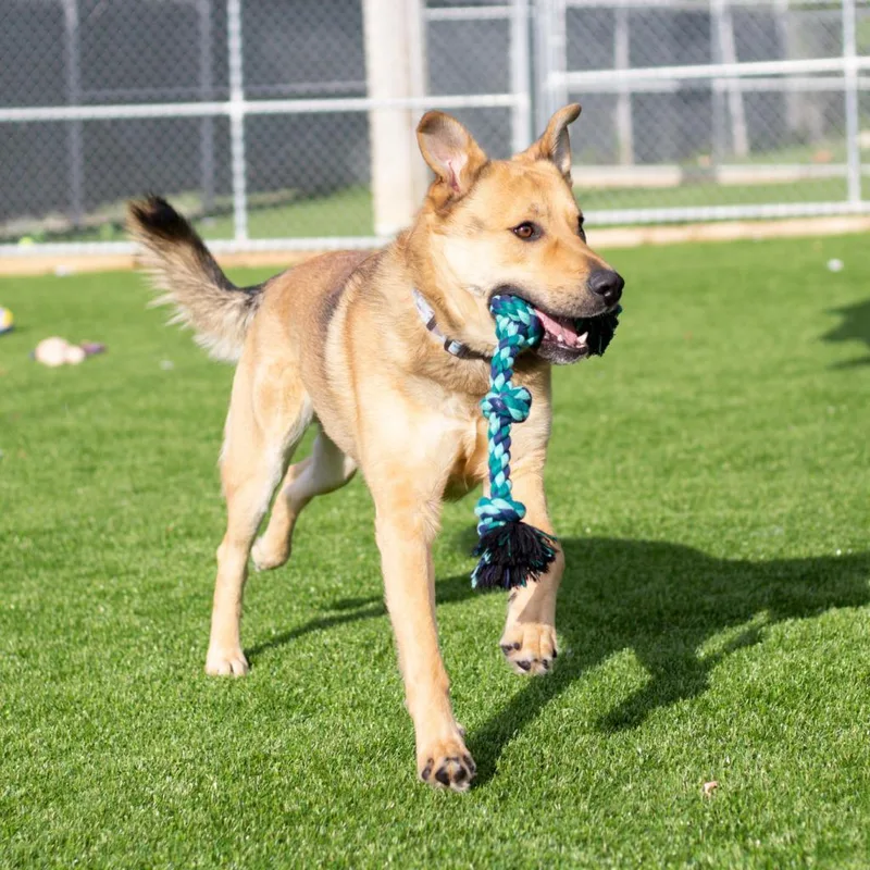 An adult medium-sized male Brown / Chocolate Shepherd dog named Scooby for adoption in Evansville, IN