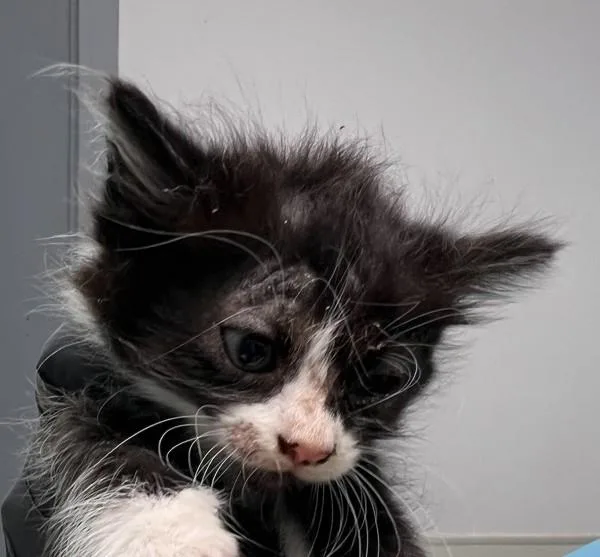 A baby small-sized female Domestic Short Hair cat named Petra for adoption in San Diego, CA