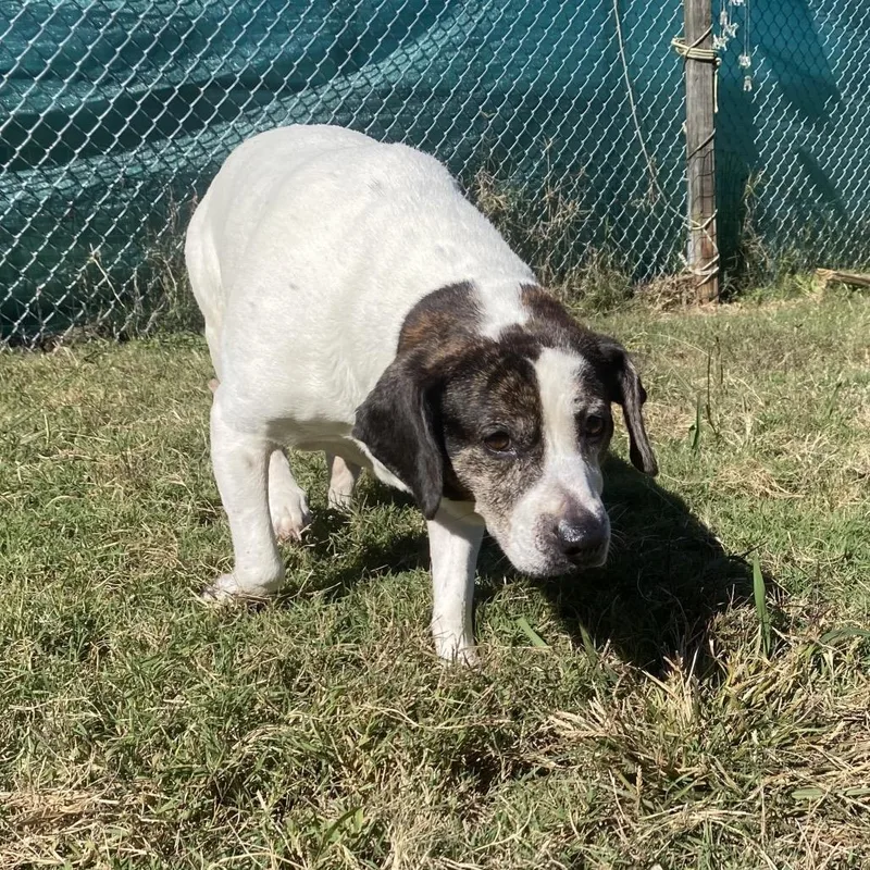 An adult medium-sized female White / Cream Mixed Breed dog named Joyce for adoption in Caryville, TN