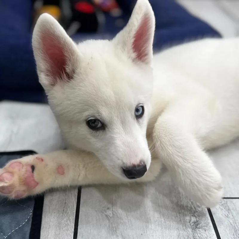 A baby small-sized male White / Cream Husky dog named Puppy for adoption in Eufaula, OK