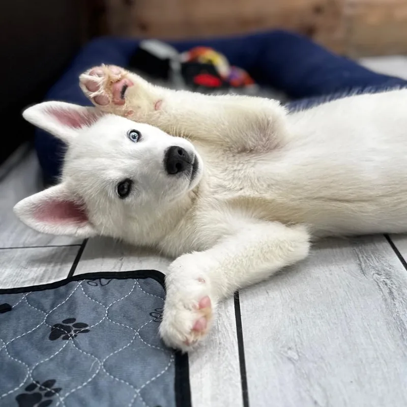 Puppy thumbnail 2