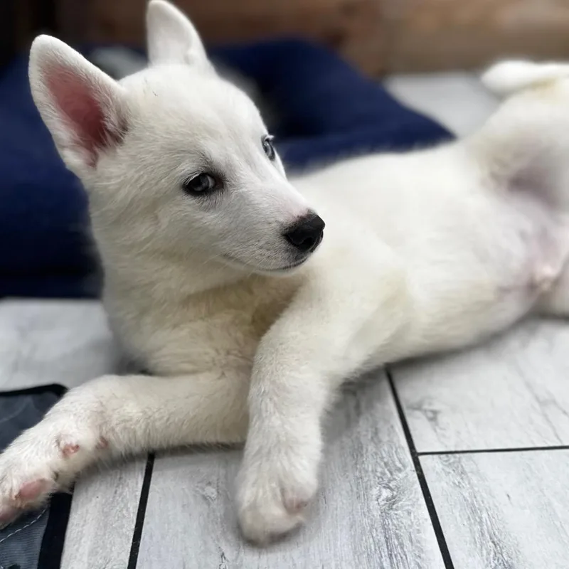 Puppy thumbnail 3