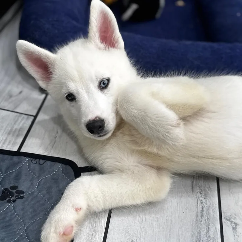 Puppy thumbnail 4