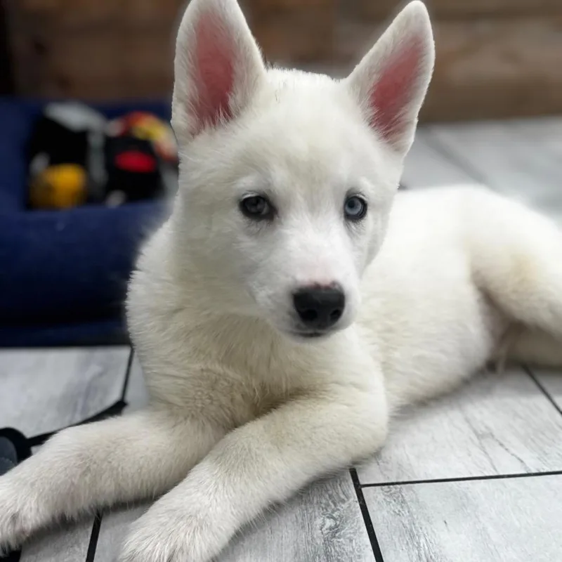 Puppy thumbnail 5