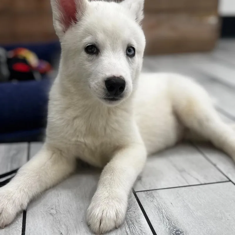 Puppy thumbnail 6