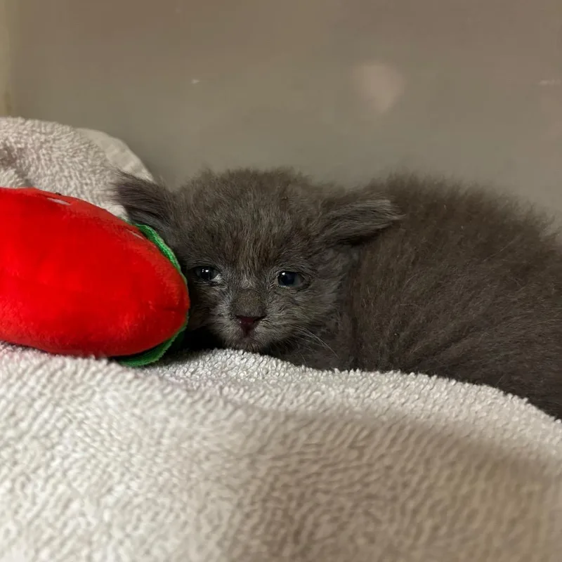 A baby small-sized female Gray / Blue / Silver Domestic Short Hair cat named Mint for adoption in Yuma, AZ