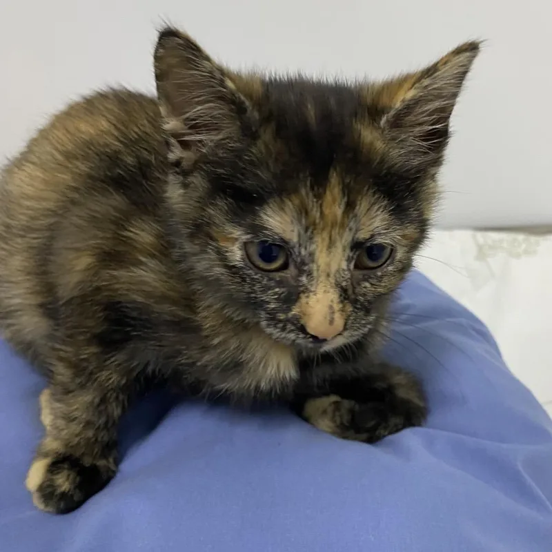 A baby small-sized female Domestic Short Hair cat named Snickerdoodle for adoption in Franklin, NC
