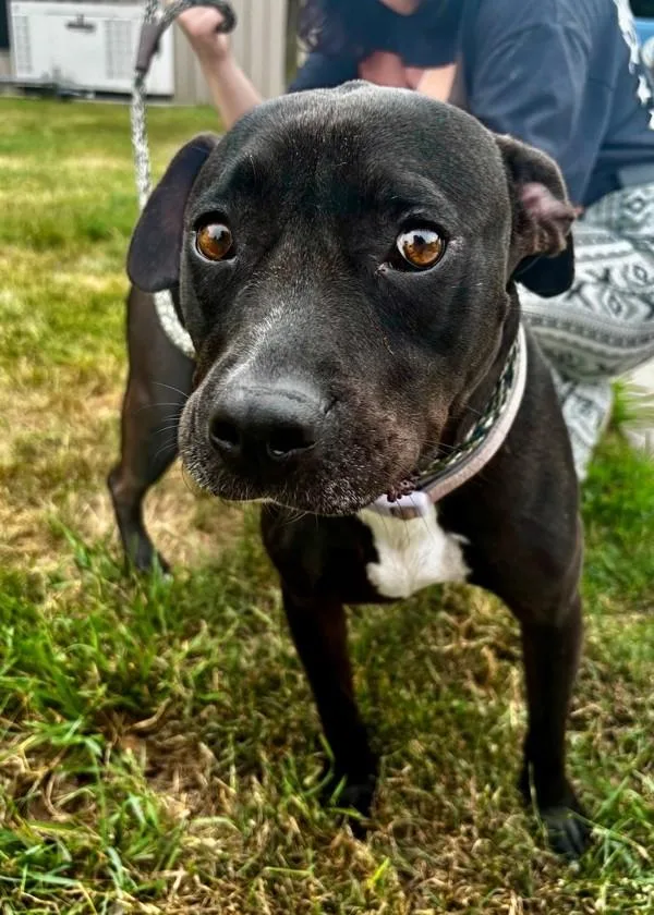 An adult medium-sized female Pit Bull Terrier dog named Chicken for adoption in Skillman, NJ
