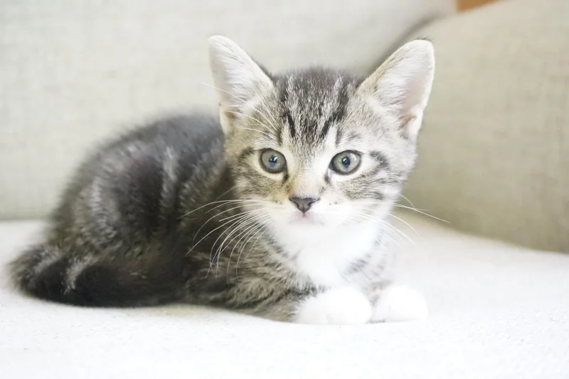 A baby medium-sized male Domestic Short Hair cat named Cilantro for adoption in Broomall, PA