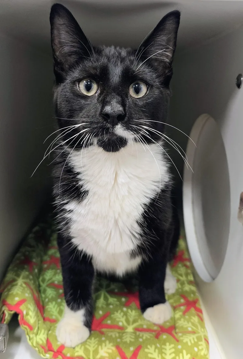 A baby large-sized male Black Domestic Short Hair cat named Usapp for adoption in Amityville, NY