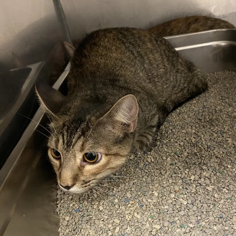 A young medium-sized female Gray / Blue / Silver Domestic Short Hair cat named Ekko for adoption in Monroe, LA