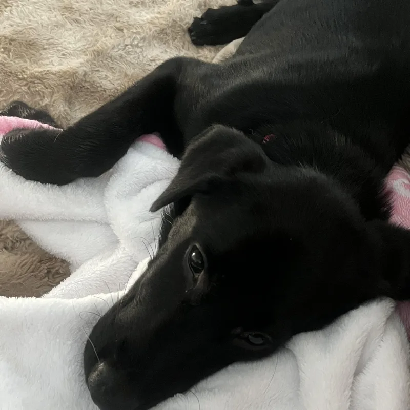 A baby medium-sized female Black Labrador Retriever dog named Laney for adoption in Indianapolis, IN