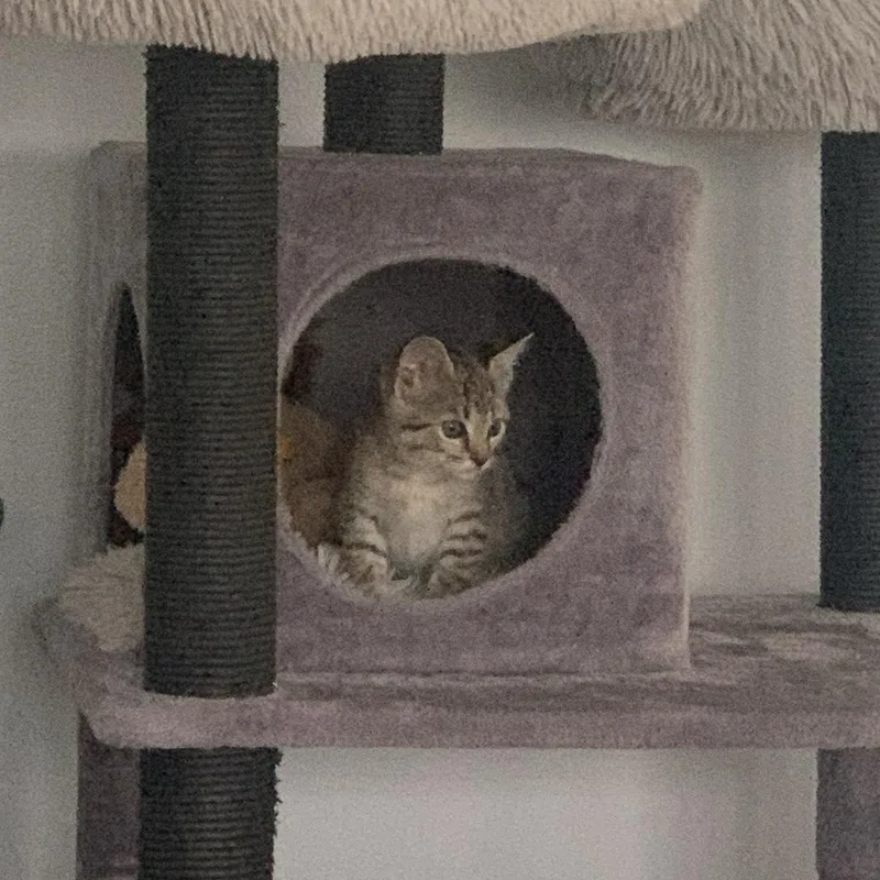 A baby small-sized female Tabby (Buff / Tan / Fawn) Domestic Short Hair cat named Lucy for adoption in Crestwood, MO
