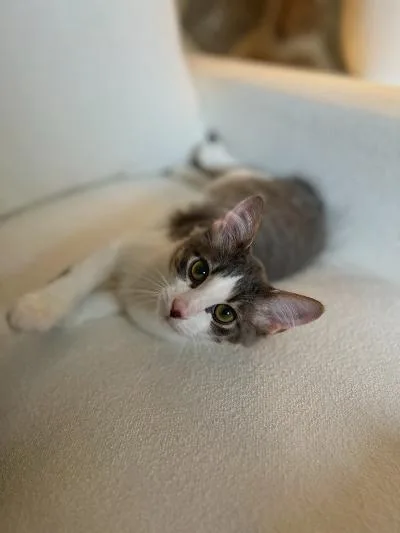A baby medium-sized male Tabby (Brown / Chocolate) Domestic Short Hair cat named Otis for adoption in Mokena, IL