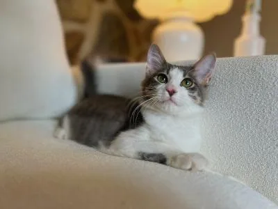 Otis thumbnail 2