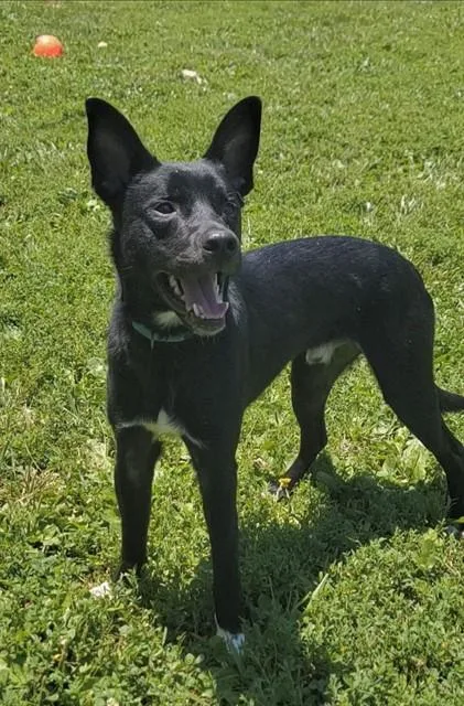 A young medium-sized male German Shepherd Dog dog named Tolkien for adoption in Saint Peters, MO