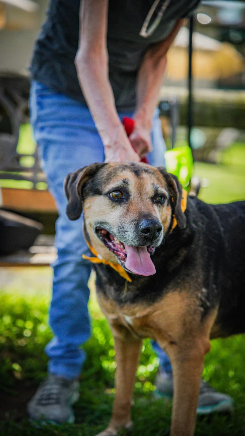 A senior large-sized female Hound dog named Abby  Awesome Girl! for adoption in Oakhurst, NJ