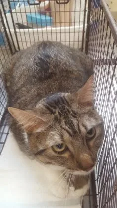 An adult medium-sized female Domestic Short Hair cat named Zya for adoption in Rapid City, SD