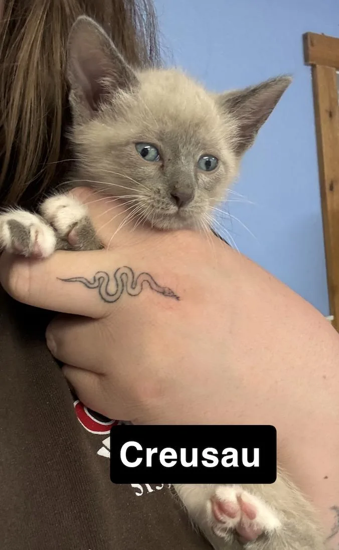 A baby small-sized male Siamese cat named Creusau for adoption in Coralville, IA