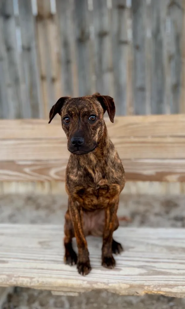 A young small-sized female Terrier dog named Tara for adoption in Muskegon, MI