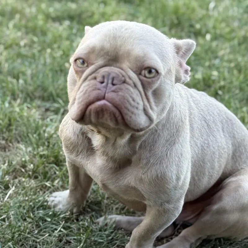 Franklin thumbnail 2