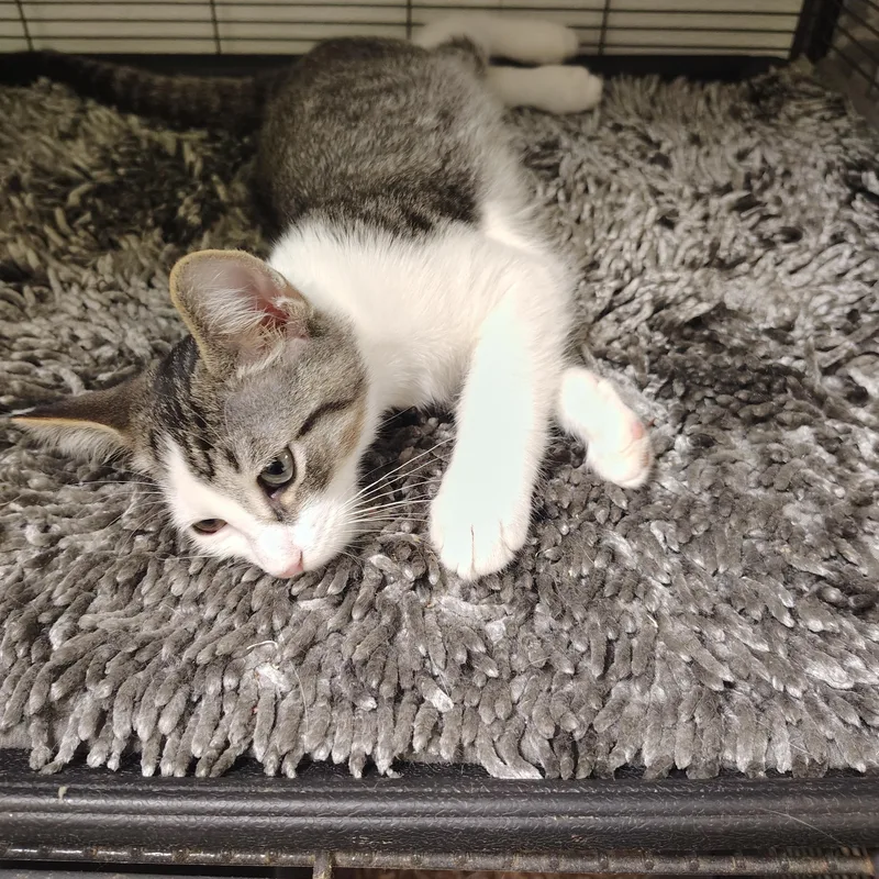 A young medium-sized male Tabby (Buff / Tan / Fawn) Domestic Short Hair cat named Sage for adoption in Englewood, NJ