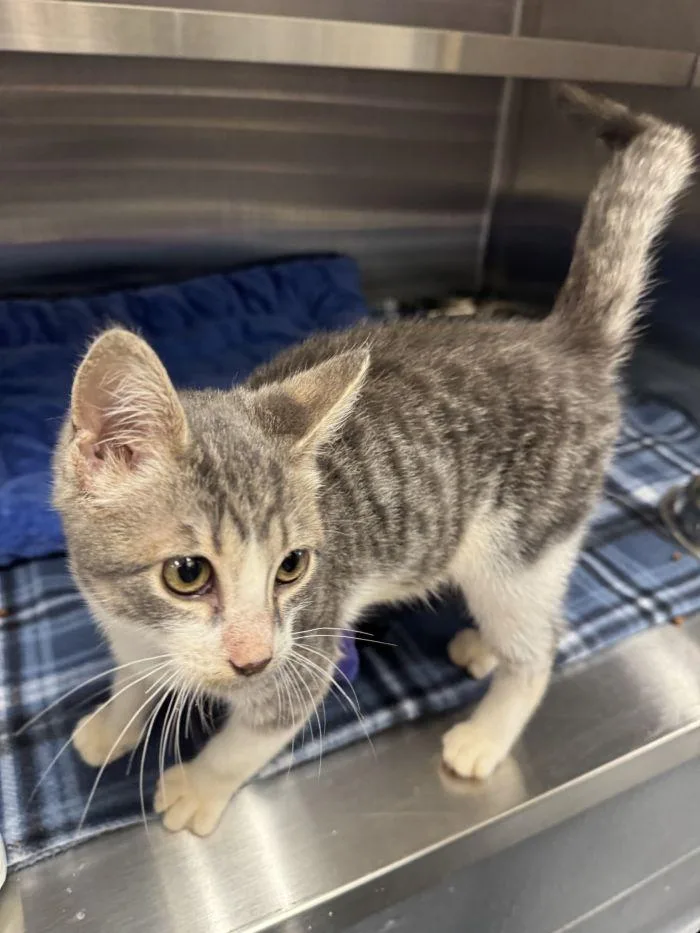 A young small-sized male Gray & White Domestic Short Hair cat named Rainey for adoption in Hilton Head Island, SC