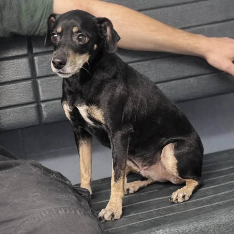 A senior small-sized male Black Miniature Pinscher dog named Moon Pointer for adoption in Hopkinton, MA