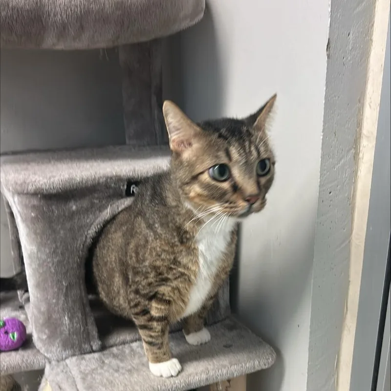 A senior large-sized male Domestic Medium Hair cat named Nathan for adoption in Cedar Rapids, IA