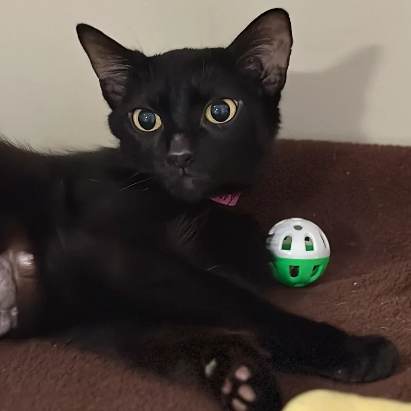 An adult medium-sized female Black Domestic Short Hair cat named Molly for adoption in Victor, NY