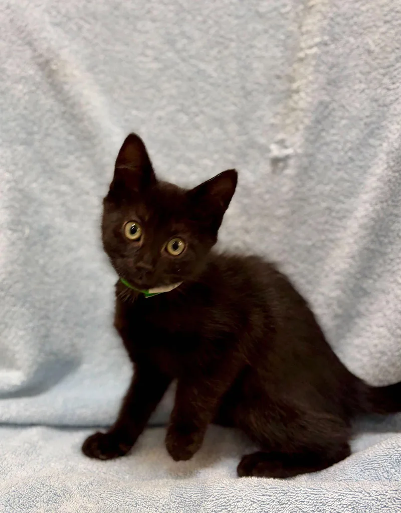 A baby medium-sized male Black Domestic Short Hair cat named Nudge for adoption in Oakland, CA