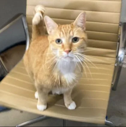 An adult large-sized male Domestic Short Hair cat named Miracle for adoption in Madison, NJ