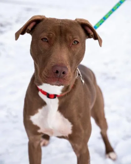 A baby medium-sized female Pit Bull Terrier dog named Fern for adoption in Pequot Lakes, MN