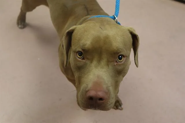 A young medium-sized female Mixed Breed dog named Channel for adoption in Columbia, SC