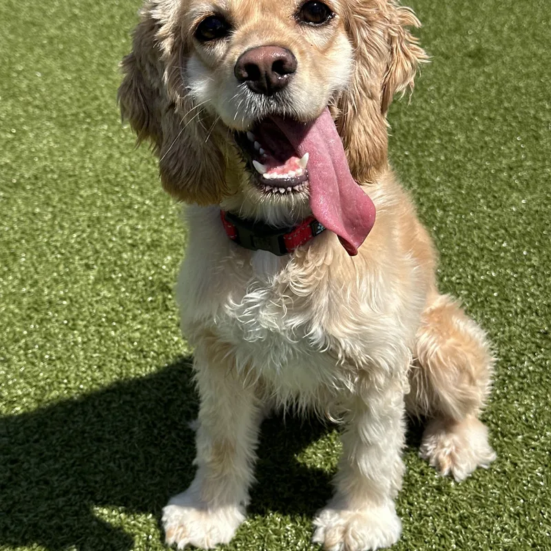 A young small-sized female Cocker Spaniel dog named Lady for adoption in Seneca Falls, NY