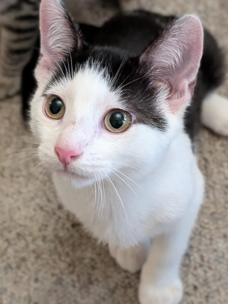 A baby medium-sized male Black & White / Tuxedo Domestic Short Hair cat named Buster for adoption in Johnsburg, IL