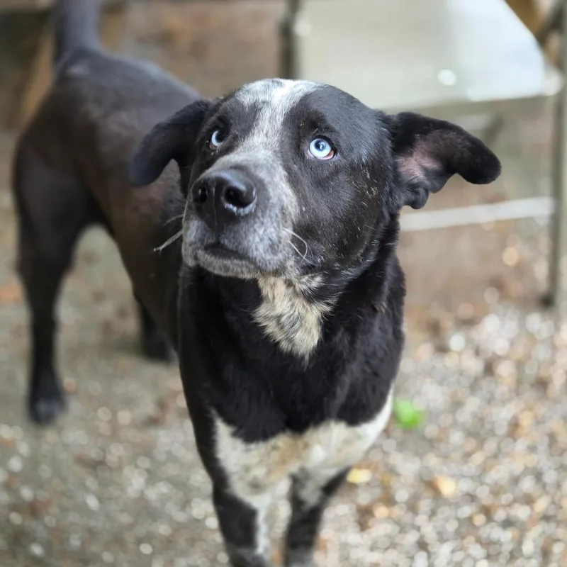 An adult medium-sized male Black Mixed Breed dog named Rocky for adoption in Charleston, WV