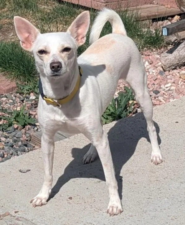 A young small-sized female Basenji dog named Janet for adoption in Windsor, CO