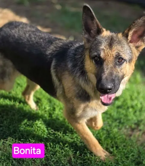 Bonita