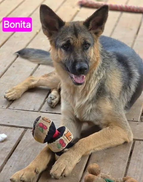 Bonita thumbnail 2