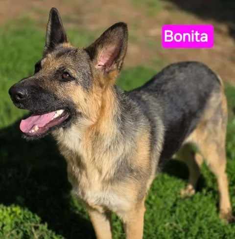 Bonita thumbnail 4