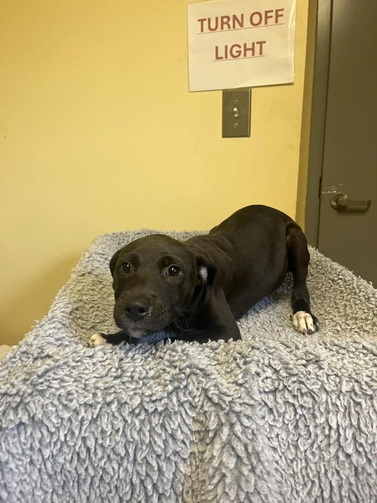 A baby medium-sized male Mixed Breed dog named Parker ✅ for adoption in Florence, SC