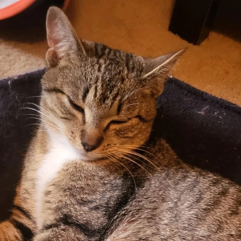 A young medium-sized female Domestic Short Hair cat named Stormy Mom for adoption in Cumming, GA
