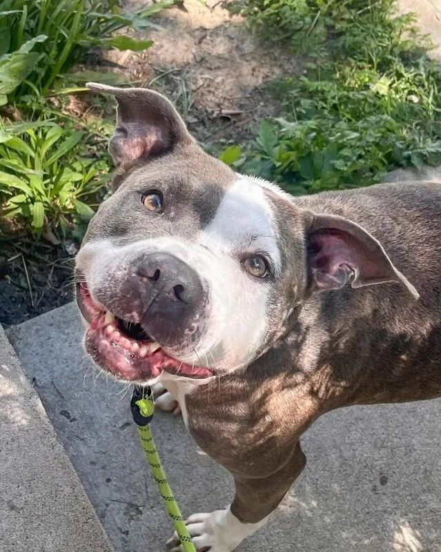 An adult large-sized female Brown / Chocolate Mixed Breed dog named Chivey for adoption in Cincinnati, OH