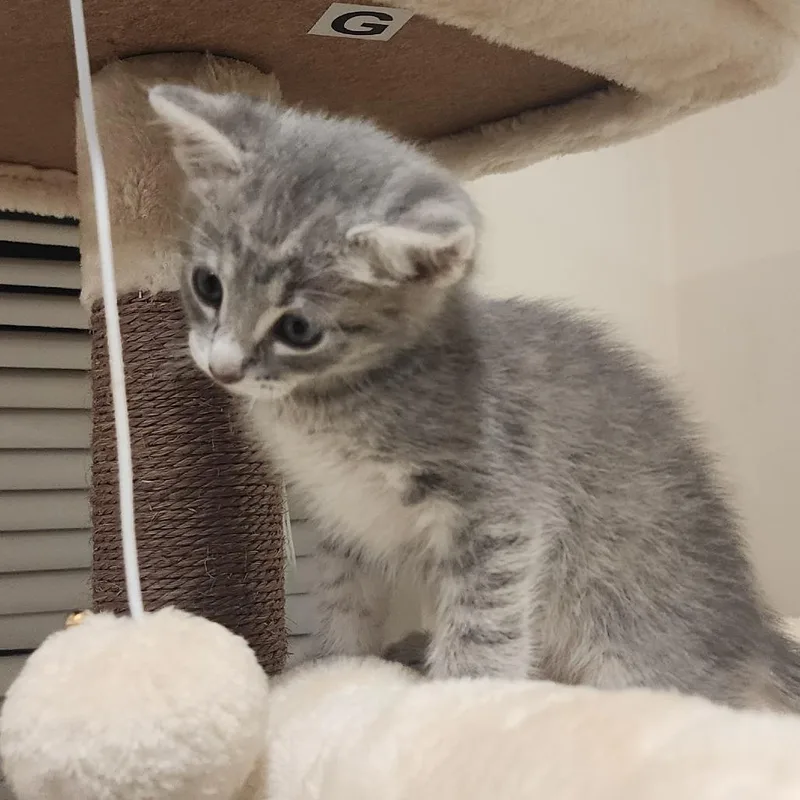 A baby small-sized male Domestic Short Hair cat named Coach for adoption in Cumming, GA