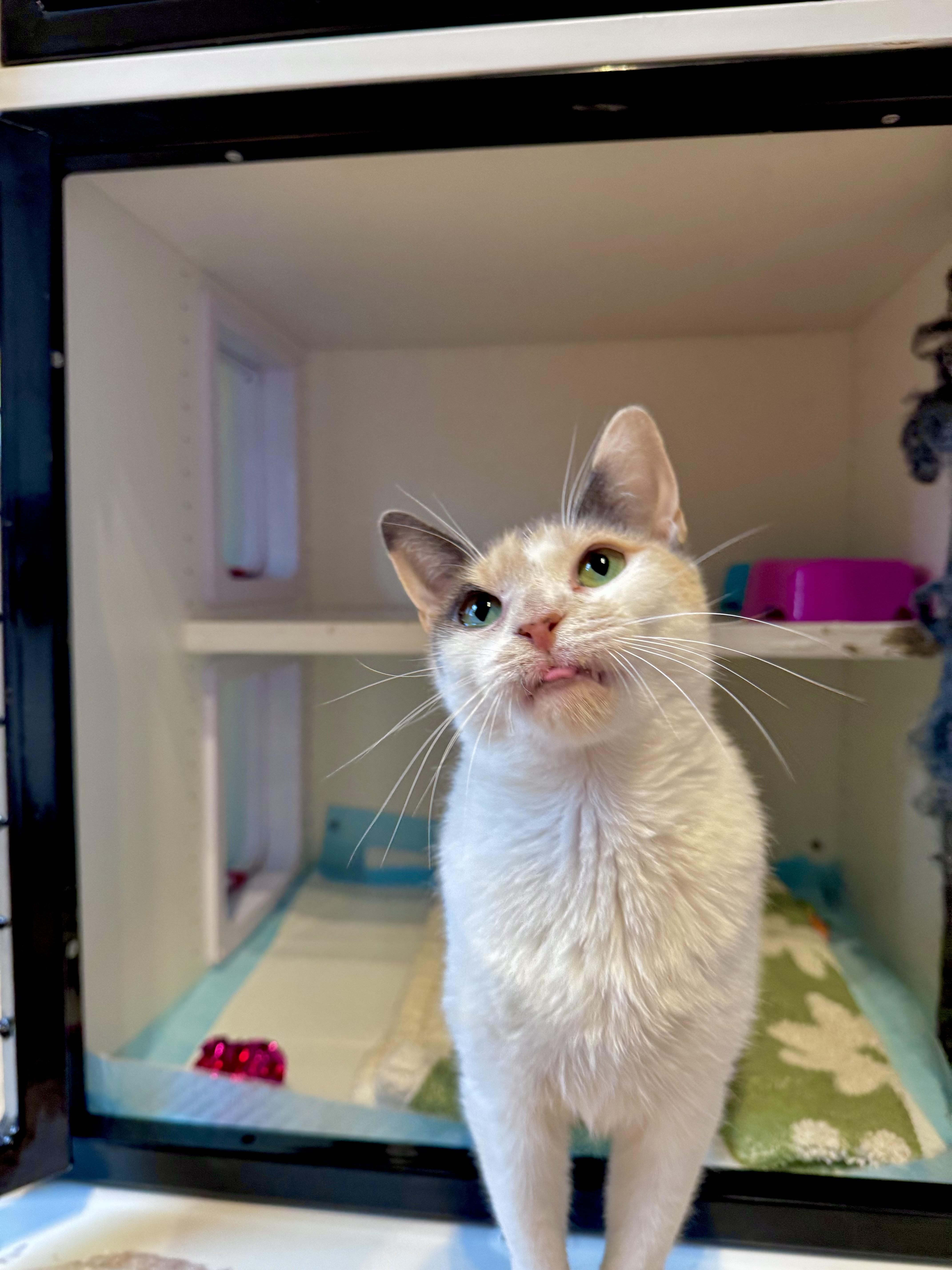 An adult medium-sized female Dilute Calico Domestic Short Hair cat named Winnie for adoption in Ramsey, NJ