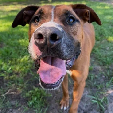 An adult large-sized male Brown / Chocolate Mixed Breed dog named Bear for adoption in Lakeland, FL