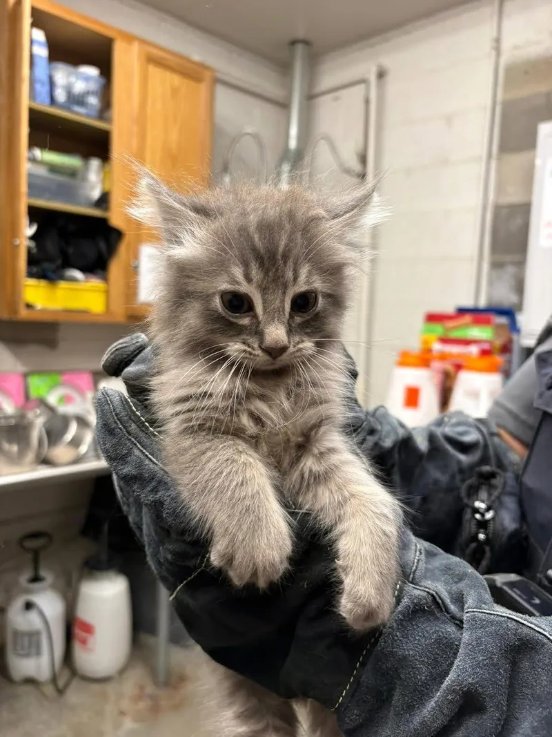 A young small-sized male Tabby (Gray / Blue / Silver) Domestic Long Hair cat named Teddy for adoption in Oakdale, CA